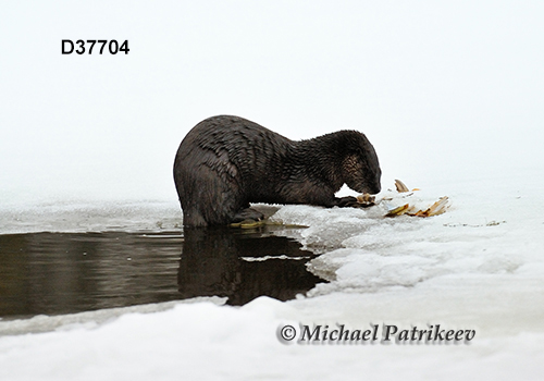 North American River Otter (Lontra canadensis)